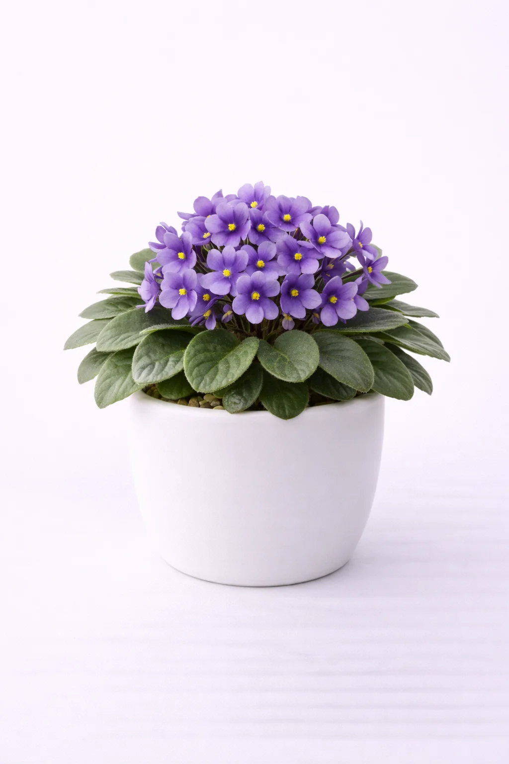 African Violet
