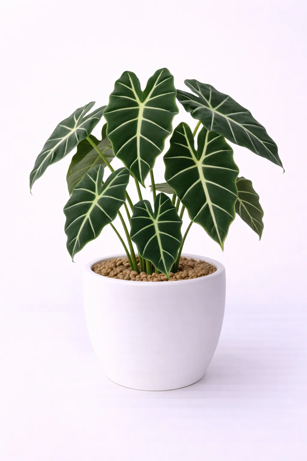 Alocasia Frydek