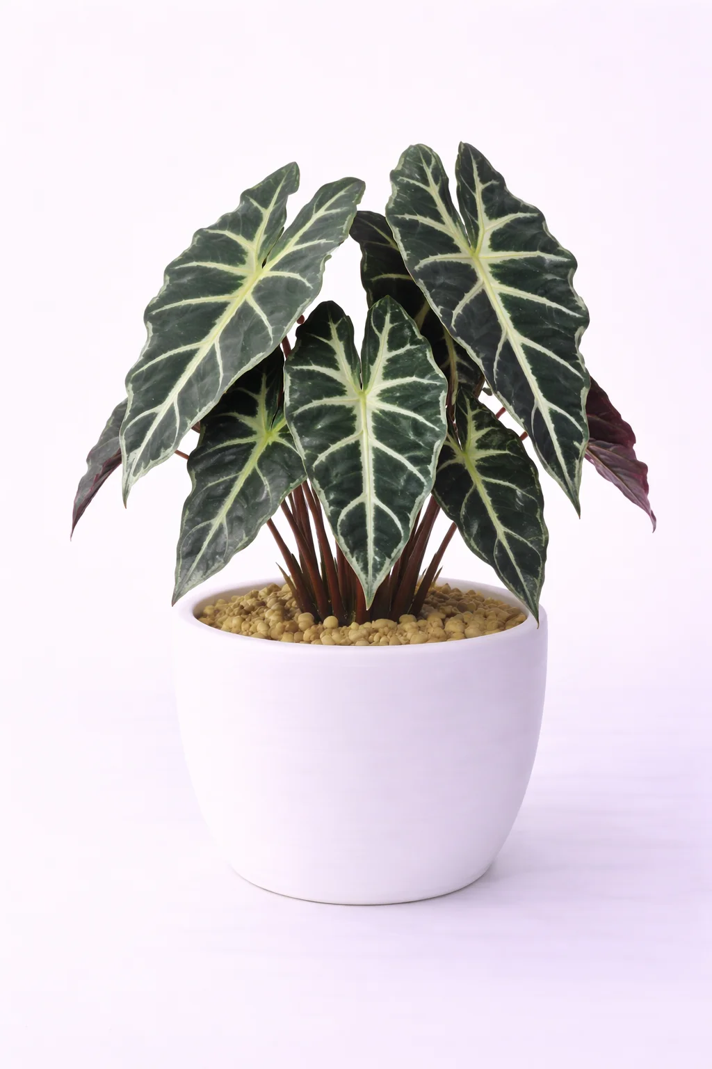 Alocasia Polly