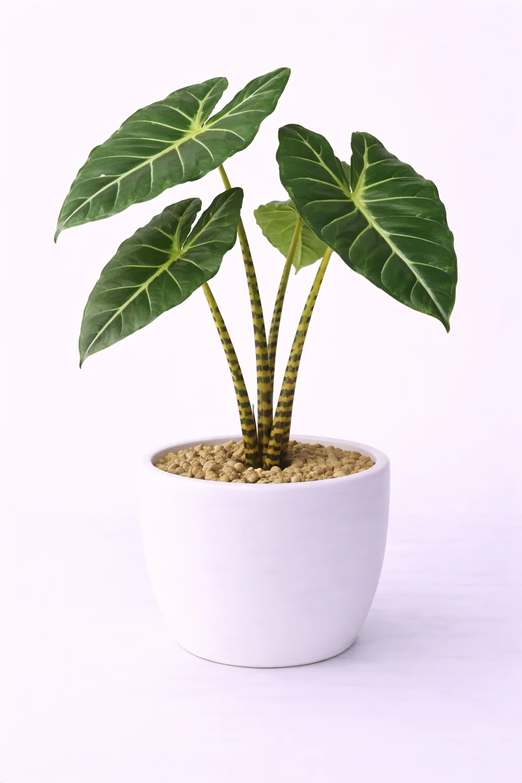 Alocasia Zebrina