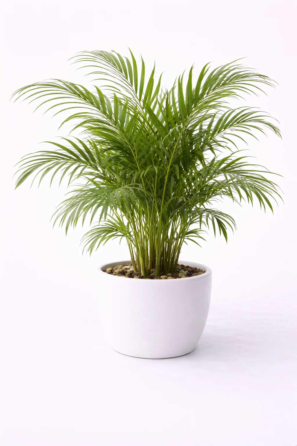 Areca Palm