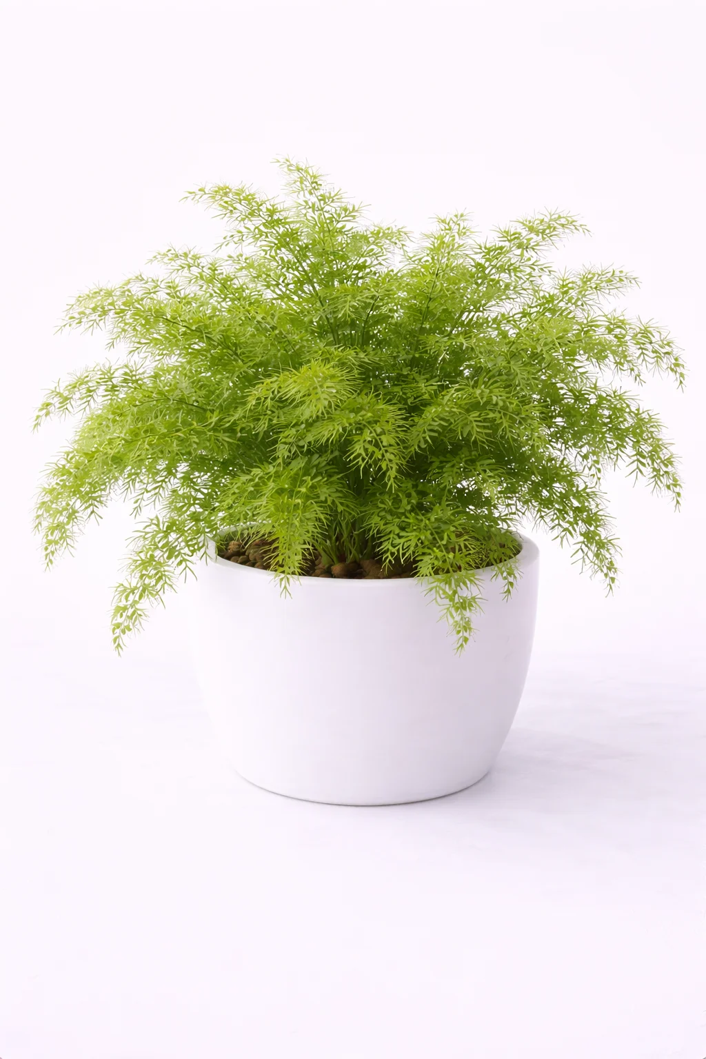 Asparagus Fern