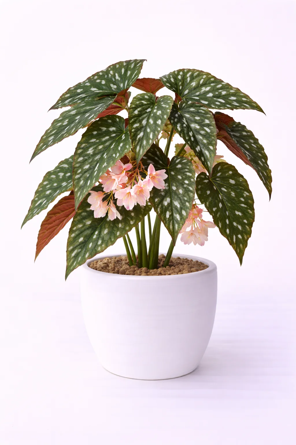 Begonia Ala de Ángel