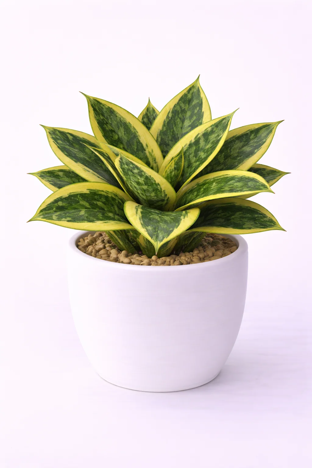 Bird's Nest Snake Plant