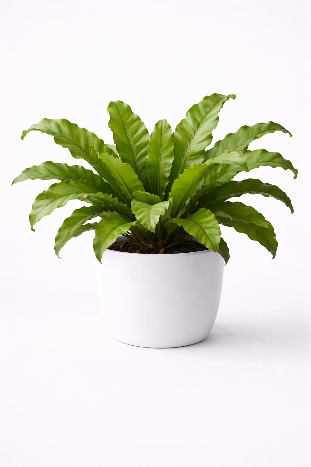 Bird's Nest Fern