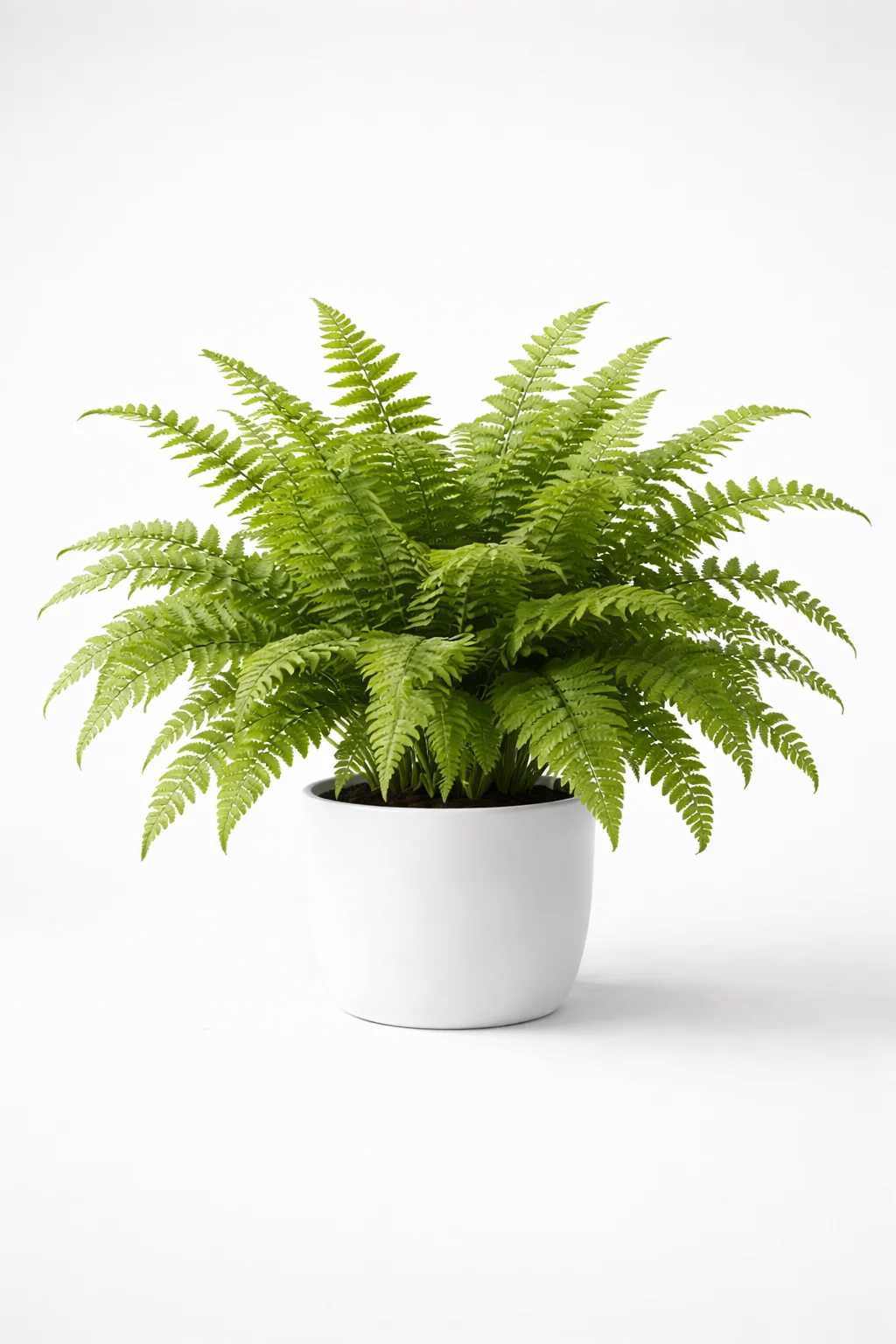 Boston Fern