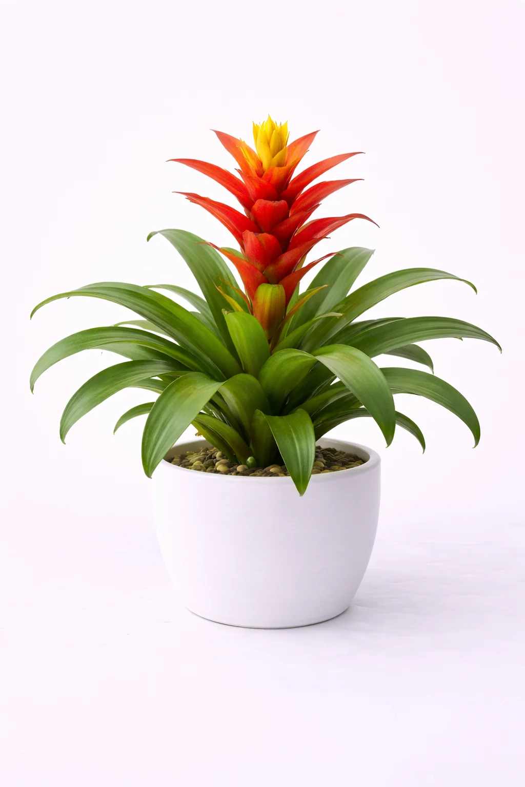 Bromeliad