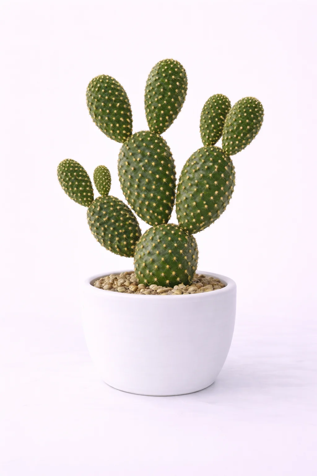 Cactus Orejas de Conejo