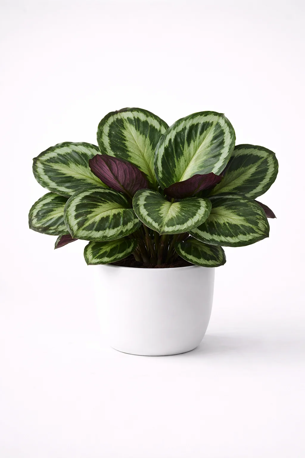 Calathea