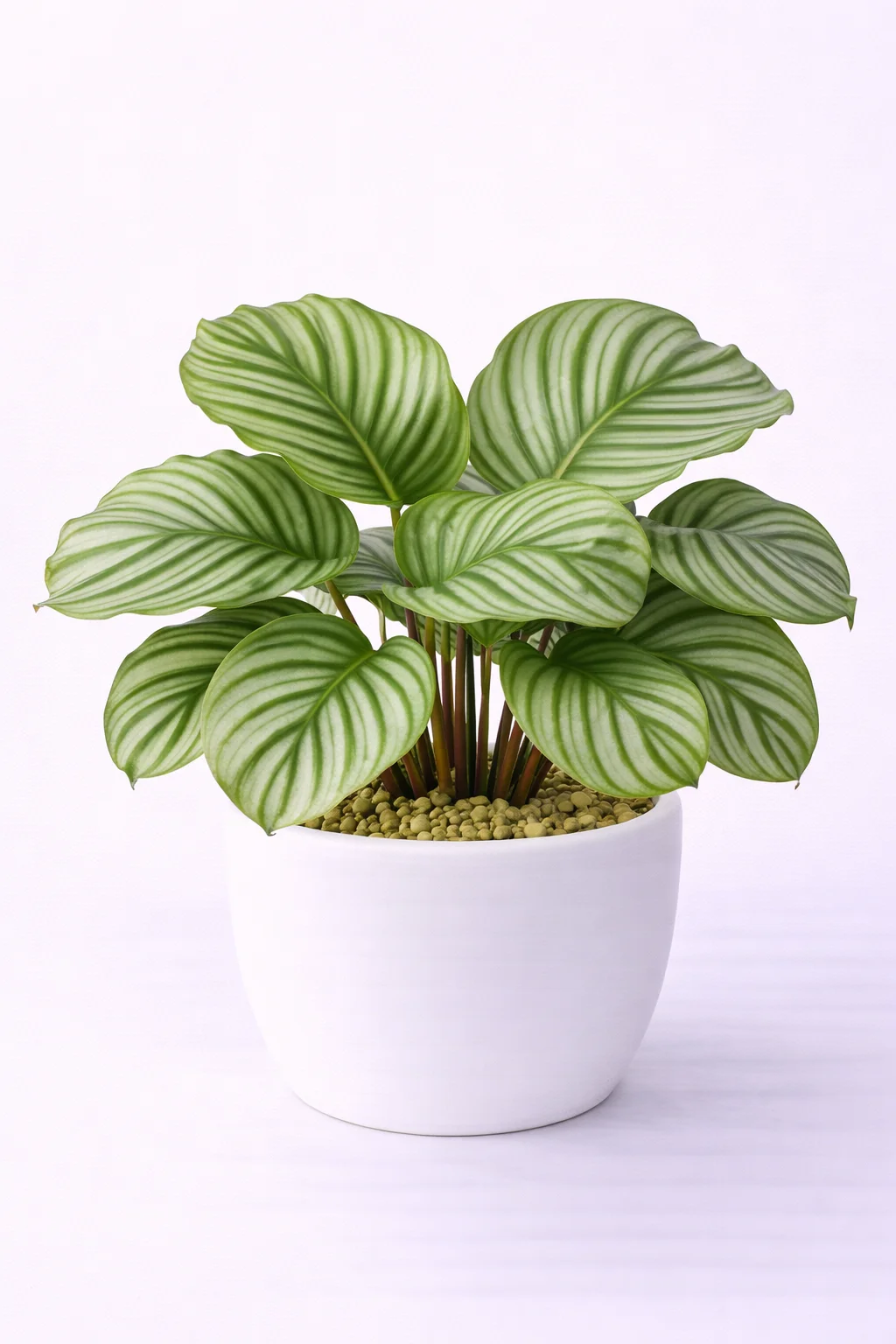 Calathea Orbifolia