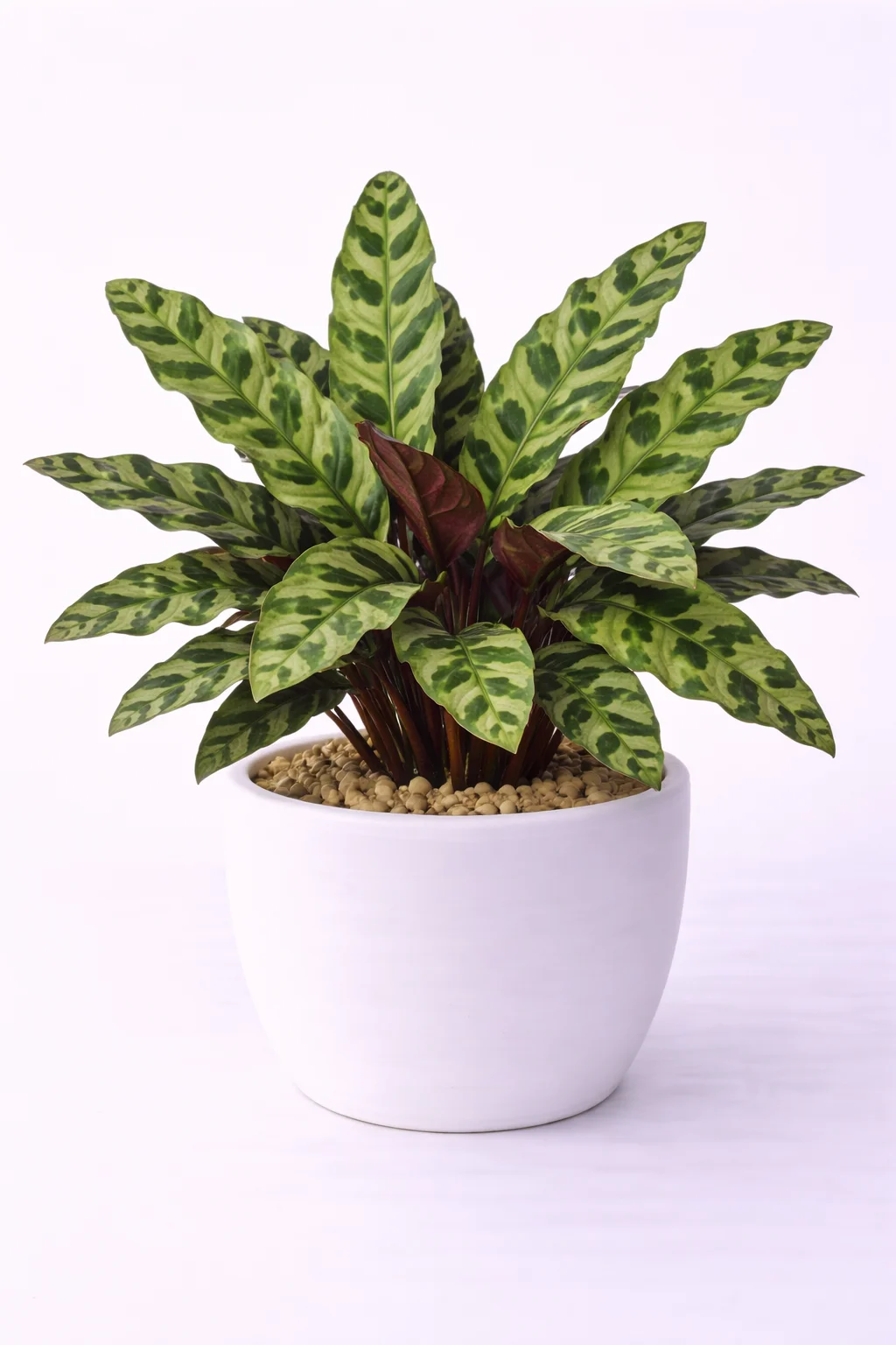 Rattlesnake Plant