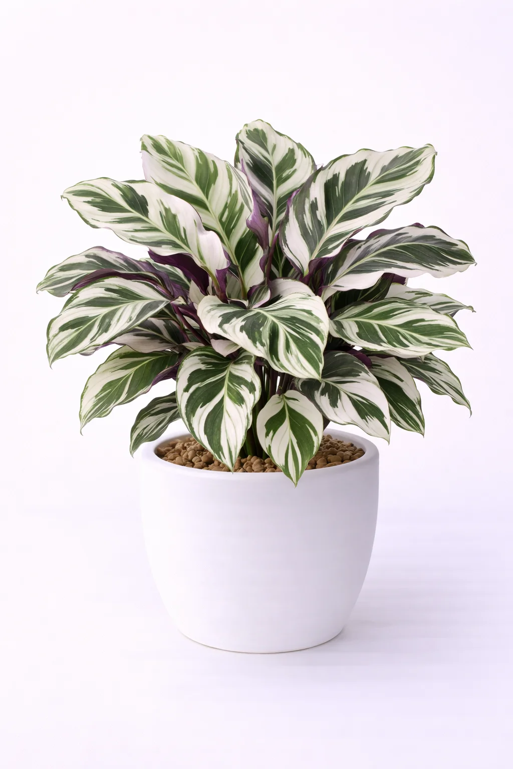 Calathea White Fusion