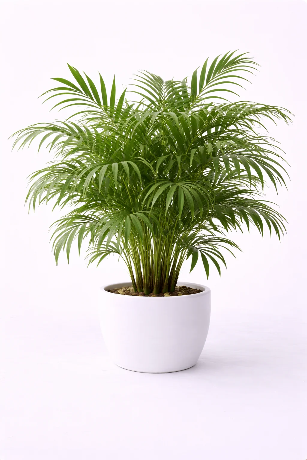 Cat Palm