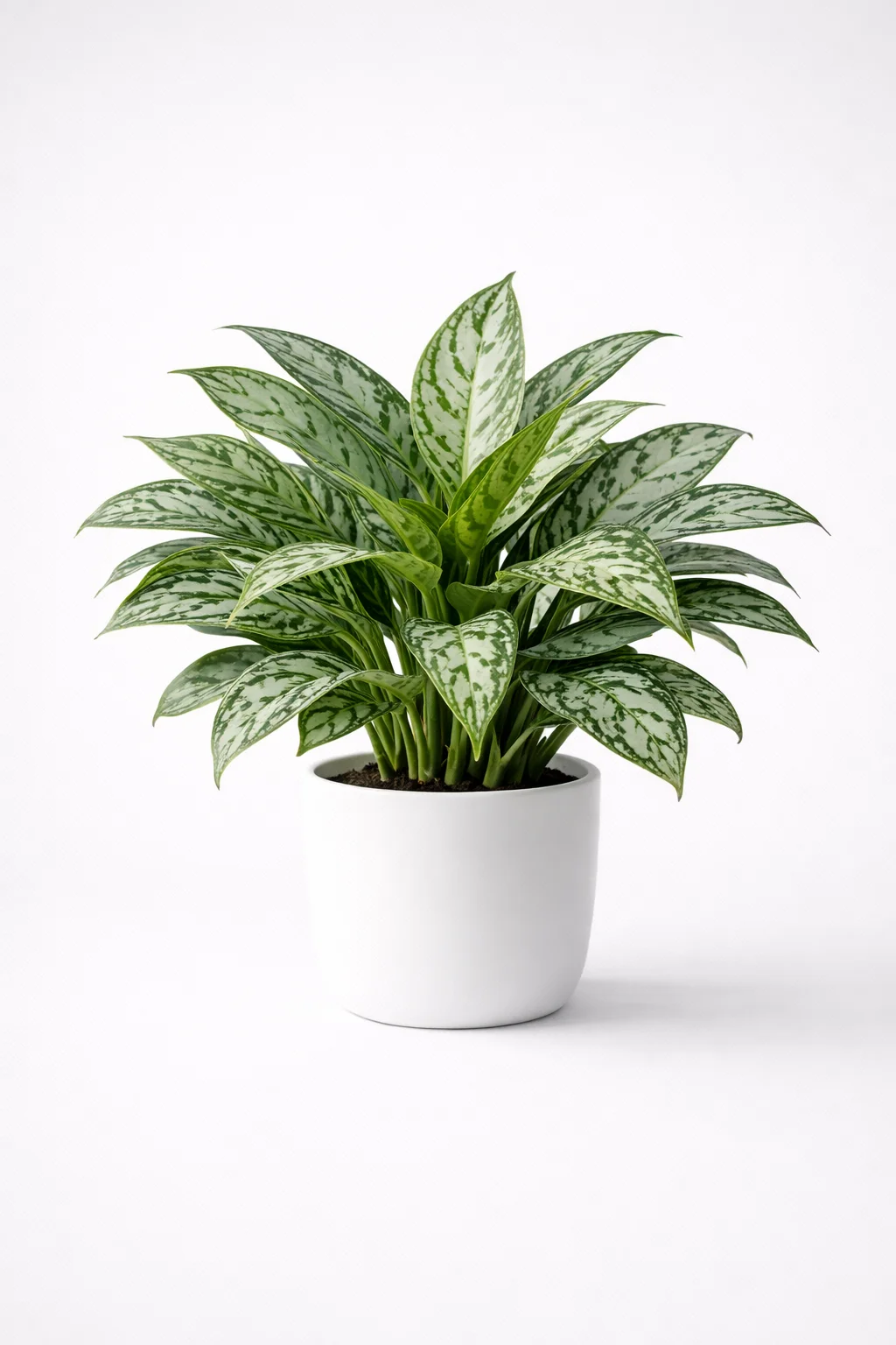 Chinese Evergreen
