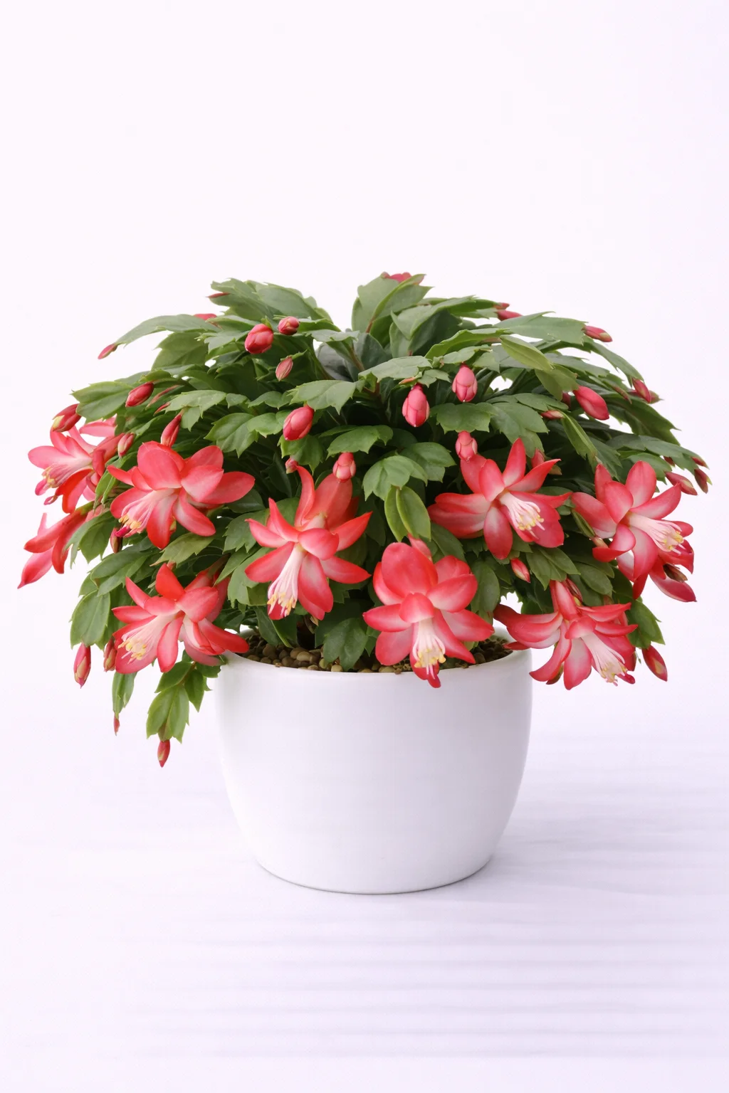 Christmas Cactus