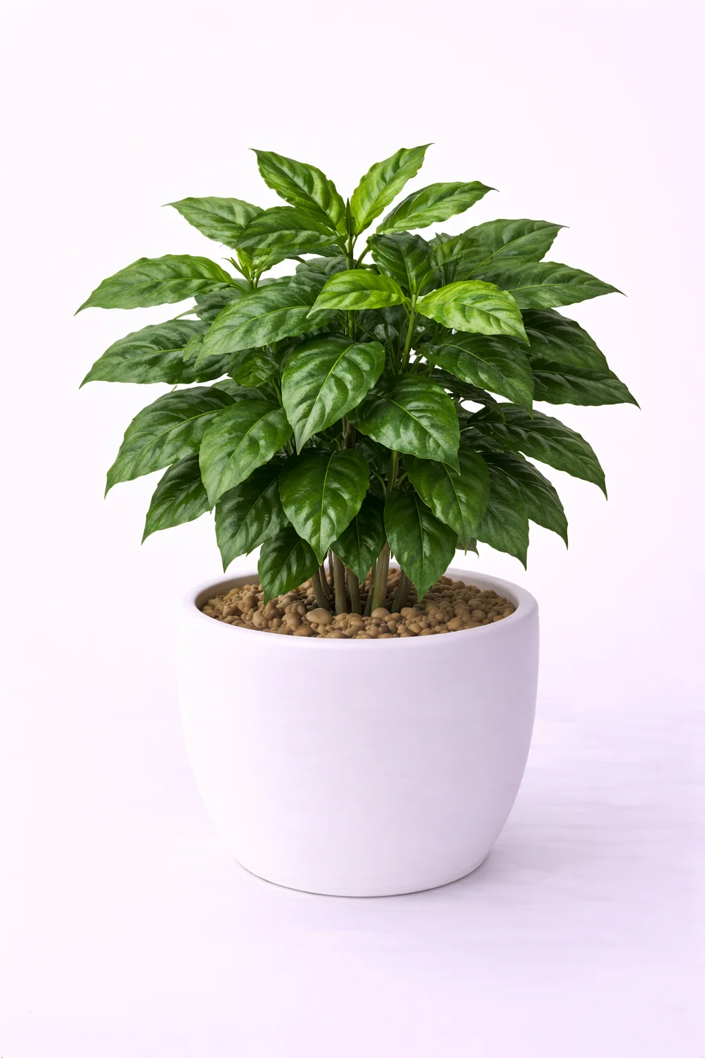 Coffee Plant
