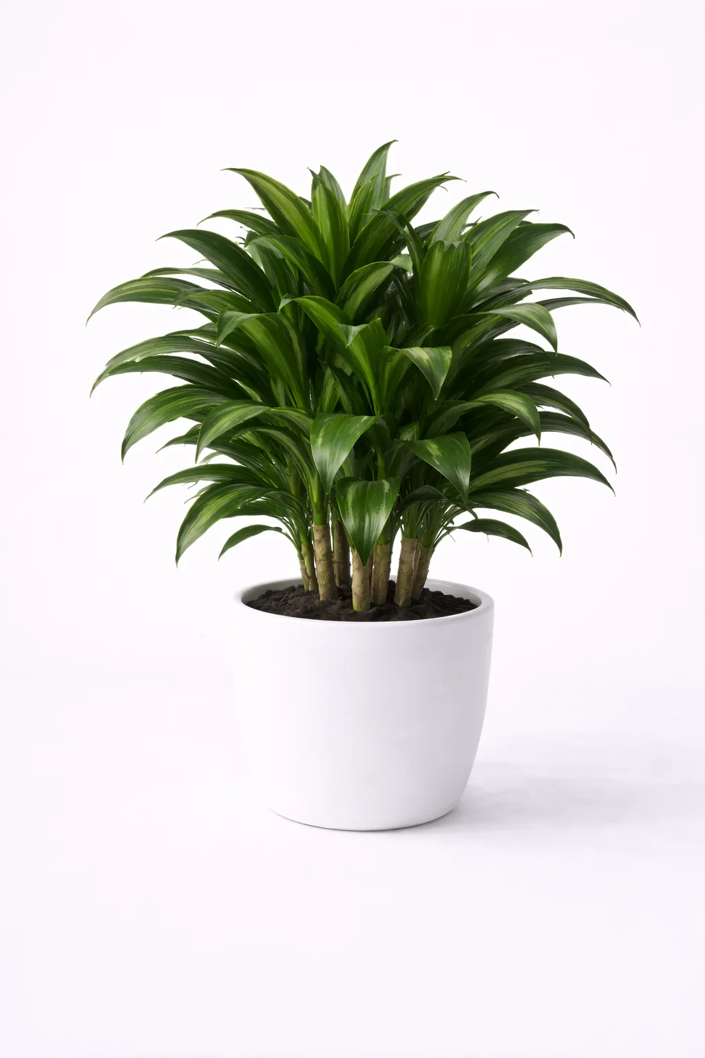 Dracaena Janet Craig