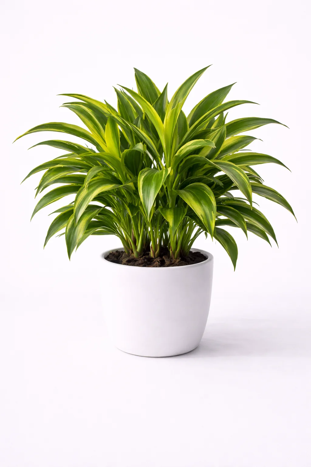 Dracaena Lemon Lime