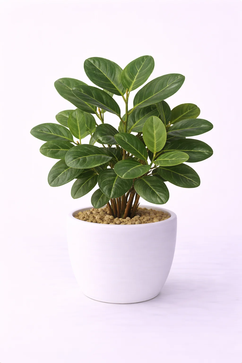Ficus Audrey