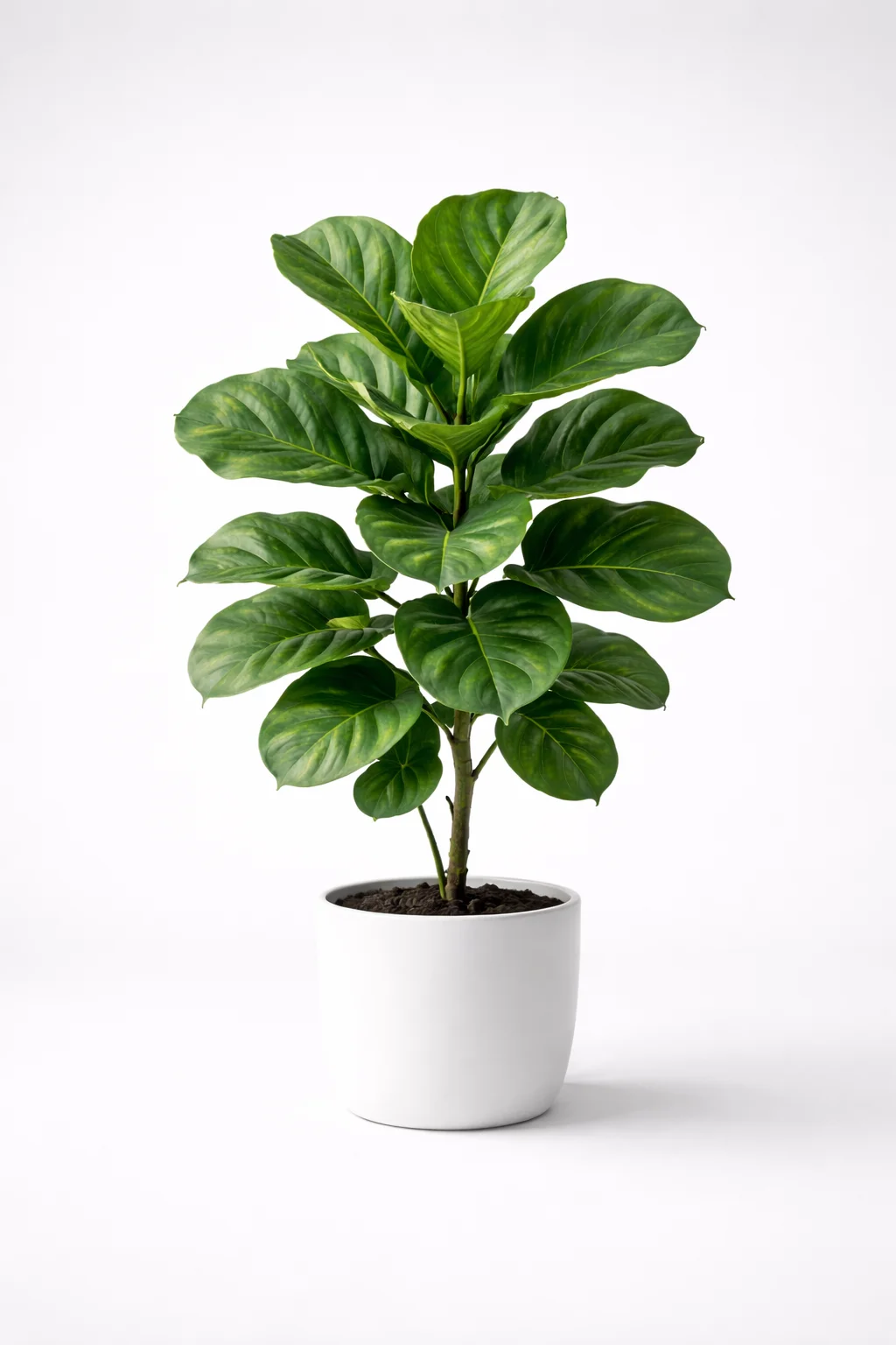 Fiddle Leaf Fig