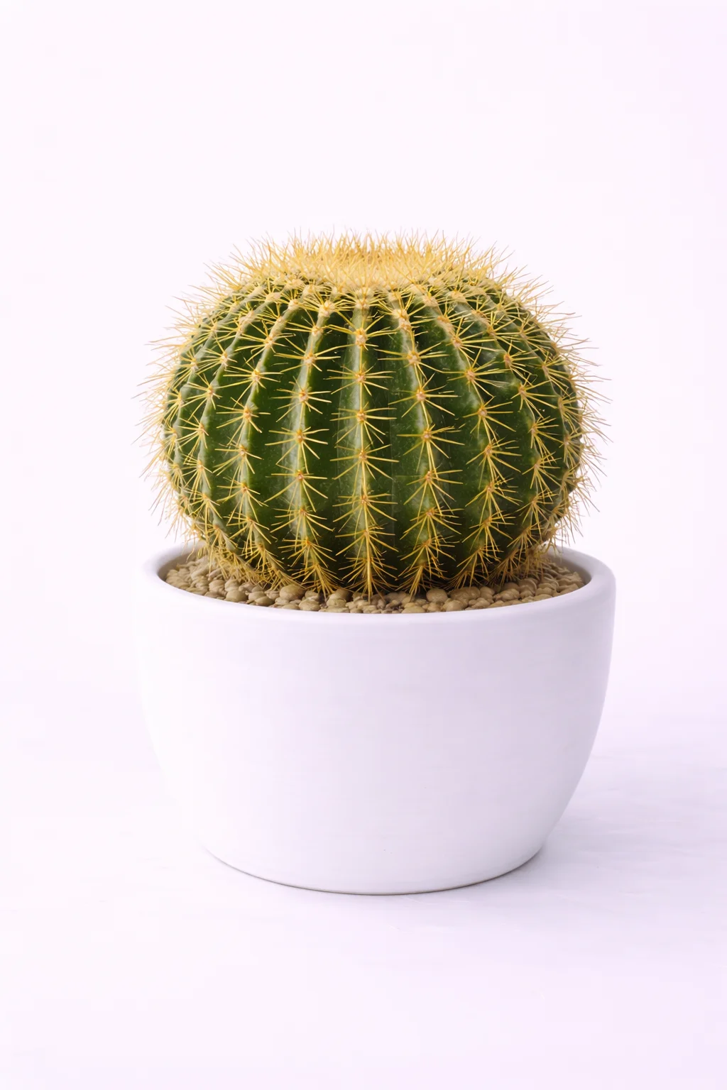 Golden Barrel Cactus
