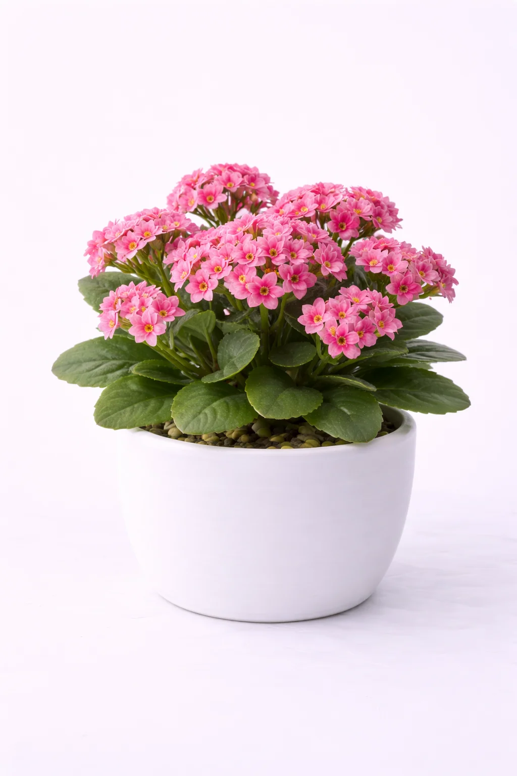 Kalanchoe