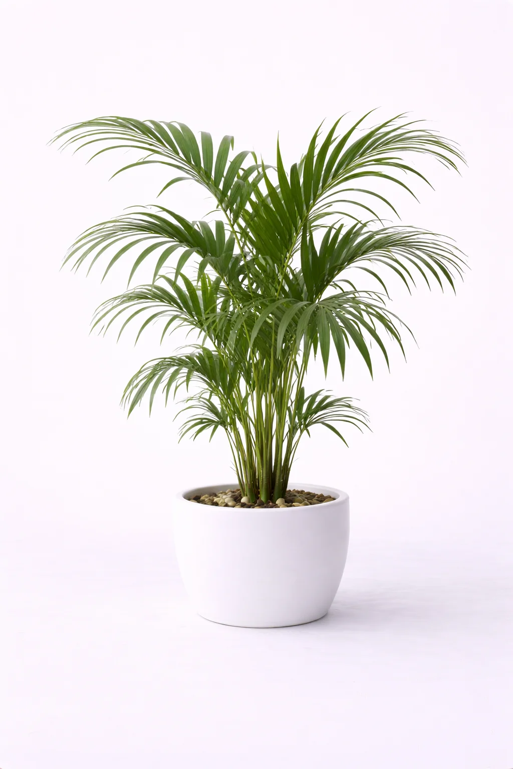 Palmera Kentia