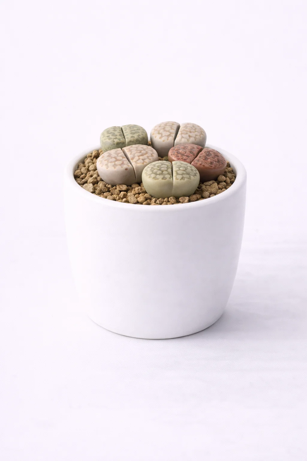 Lithops