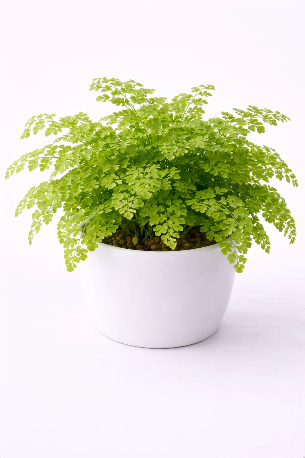 Maidenhair Fern