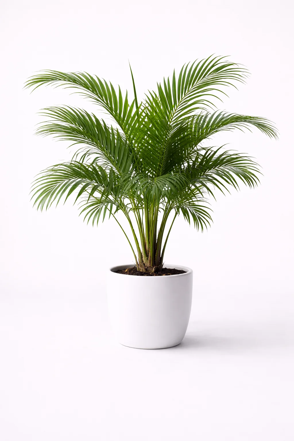 Palmera Majestad