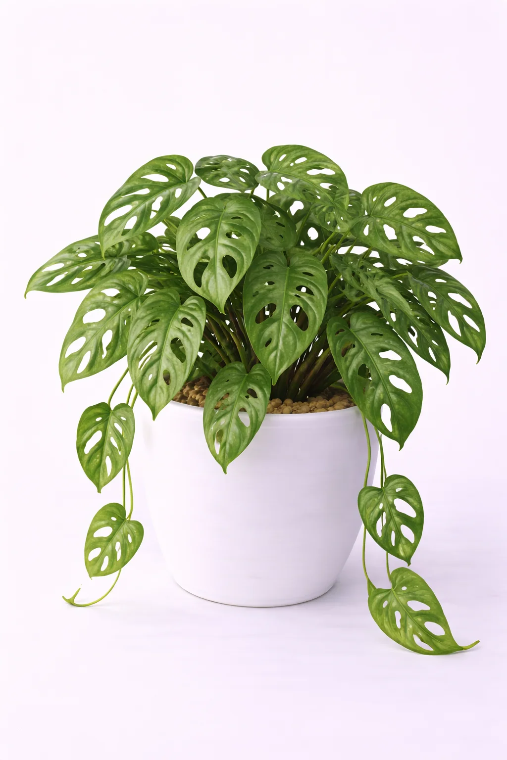 Monstera Adansonii
