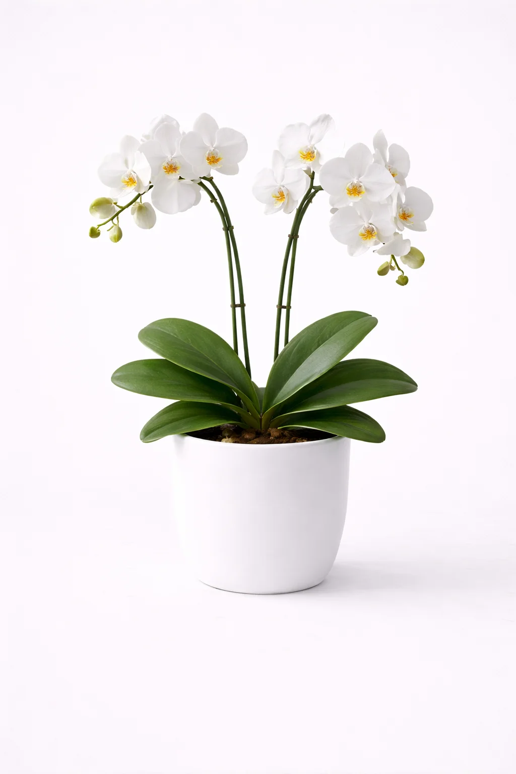 Moth Orchid