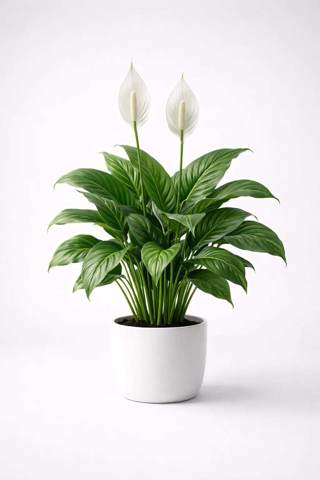 Peace Lily