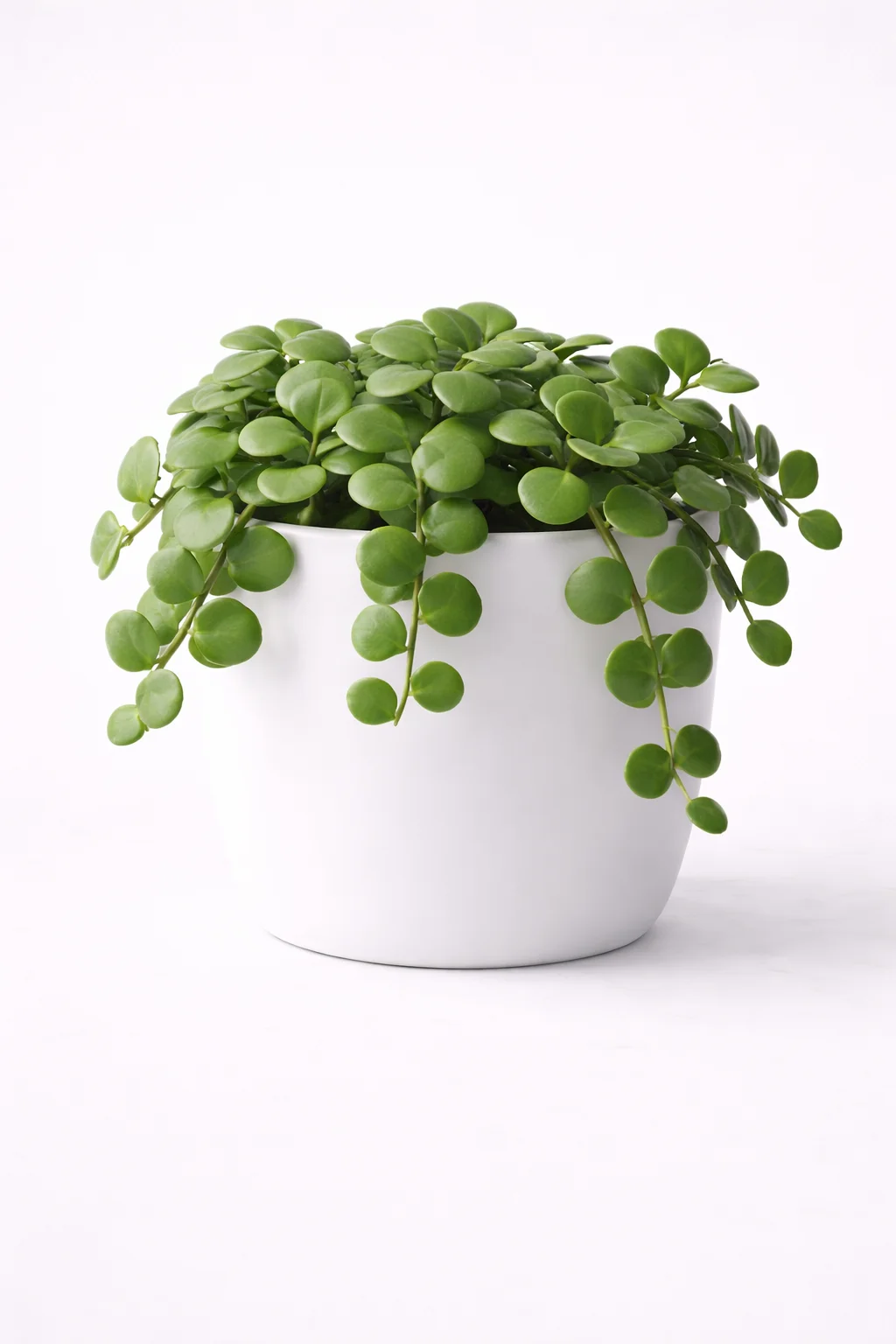 Peperomia Hope