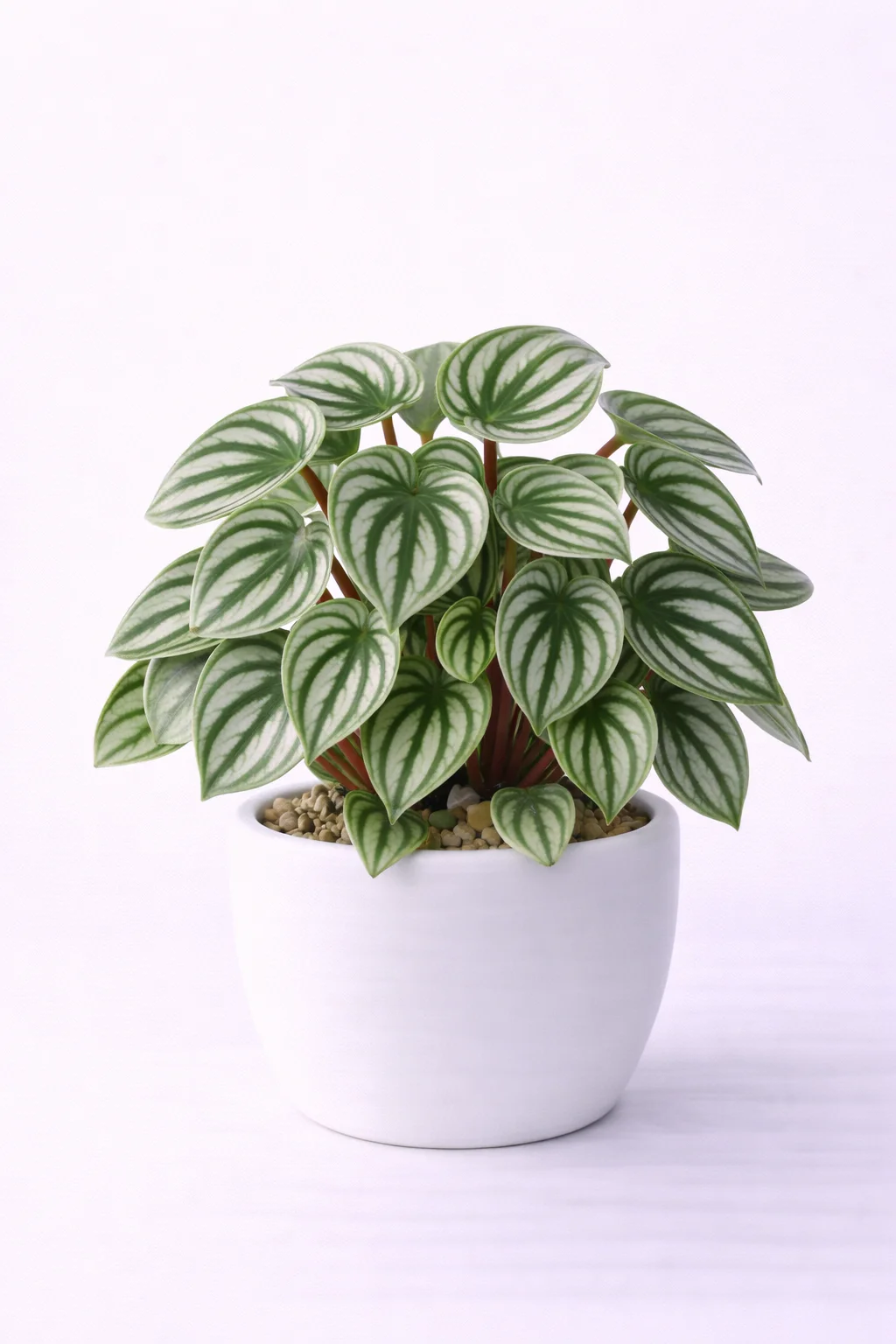 Peperomia Sandía