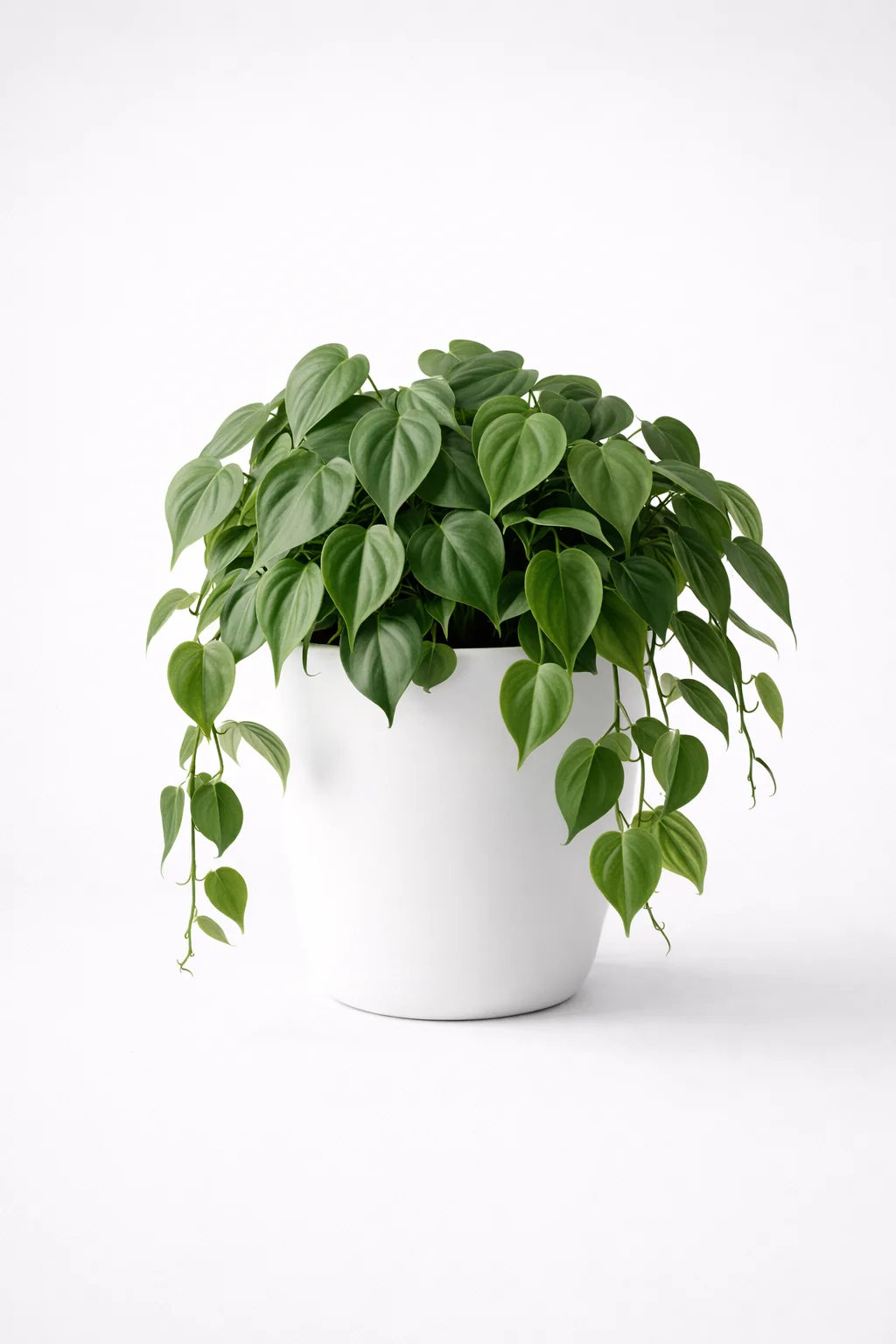 Heartleaf Philodendron
