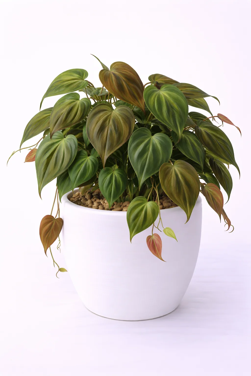 Philodendron Micans