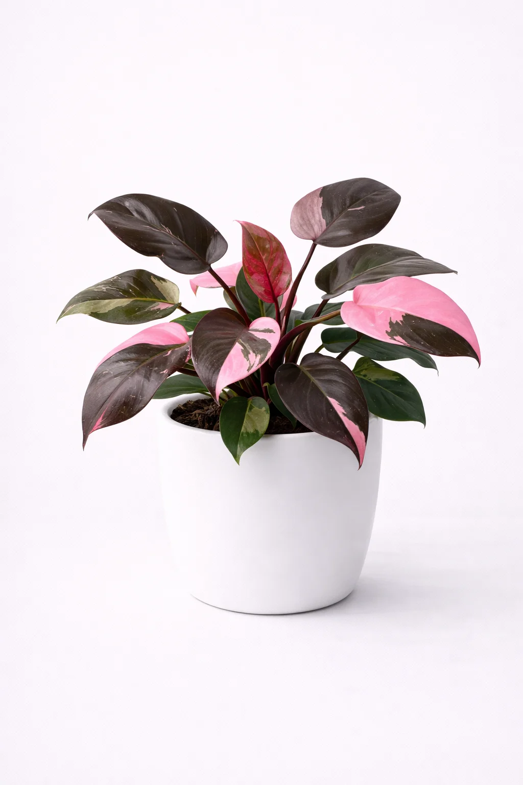 Philodendron Pink Princess
