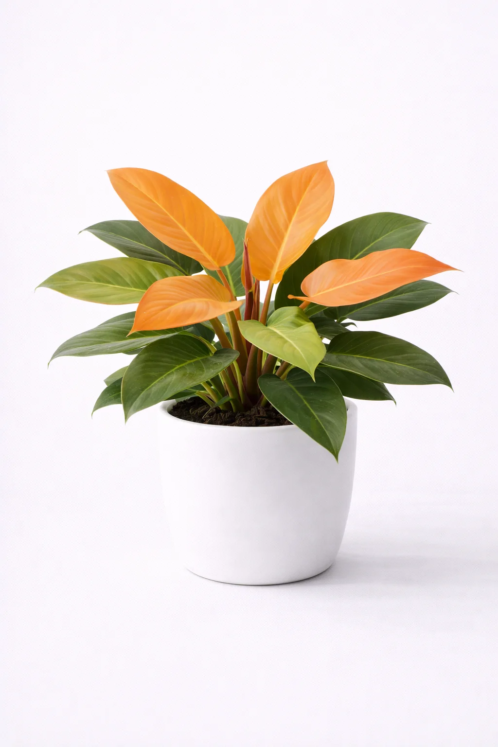 Filodendro Príncipe Naranja