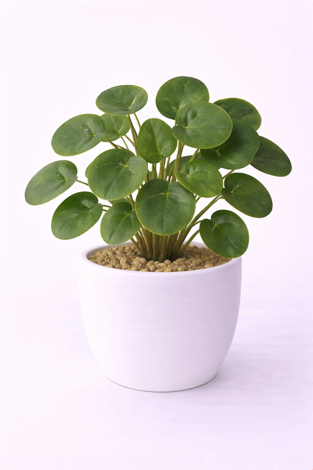 Planta China del Dinero