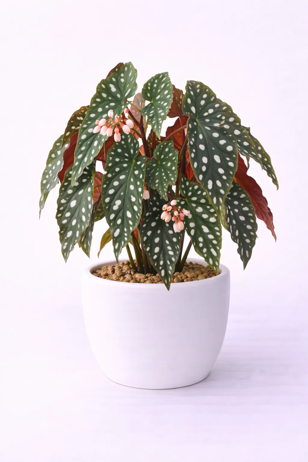 Begonia Lunares
