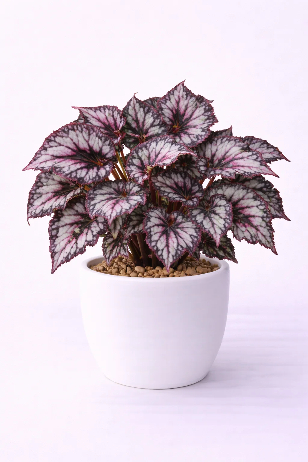 Rex Begonia