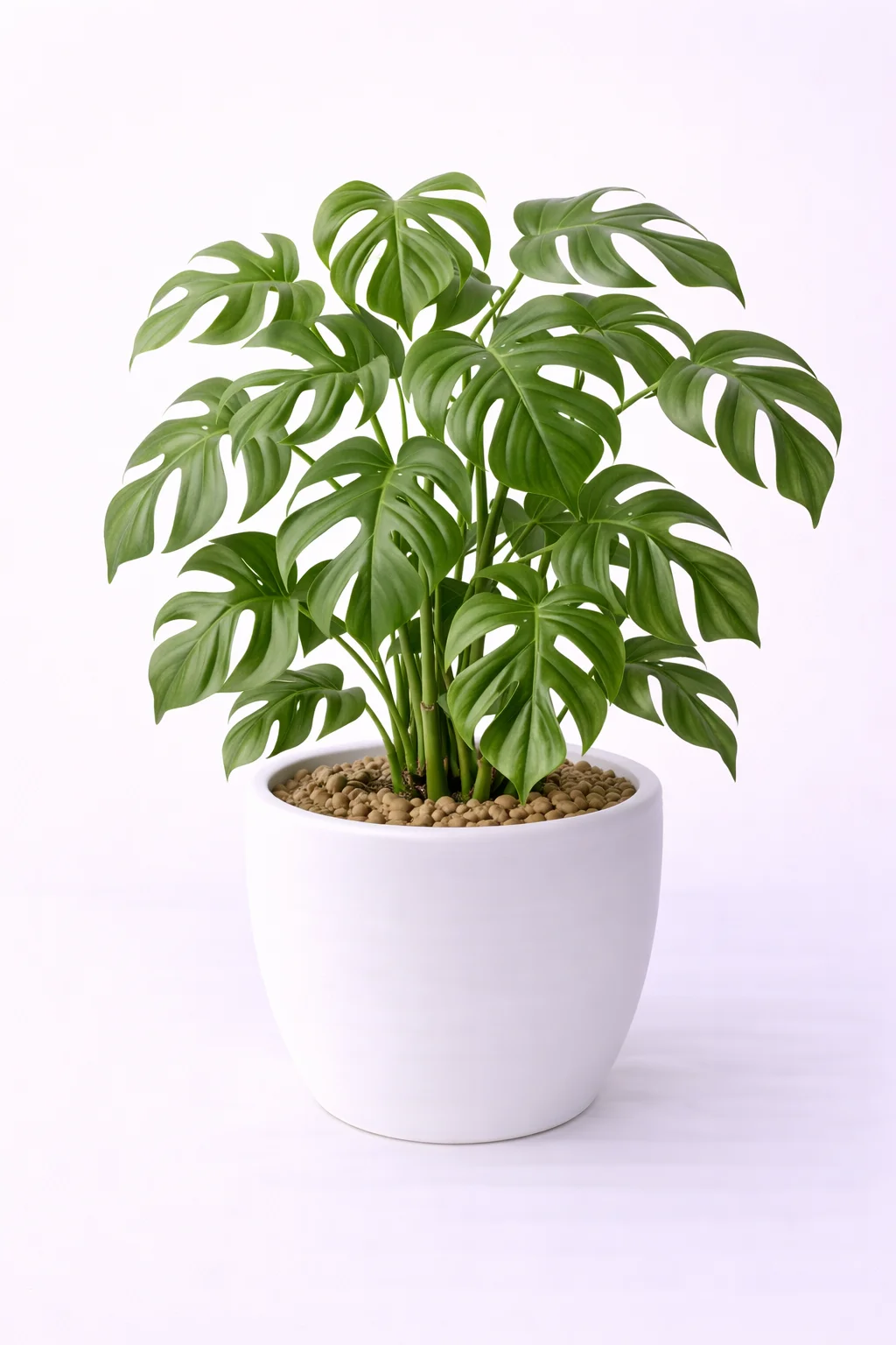 Rhaphidophora Tetrasperma