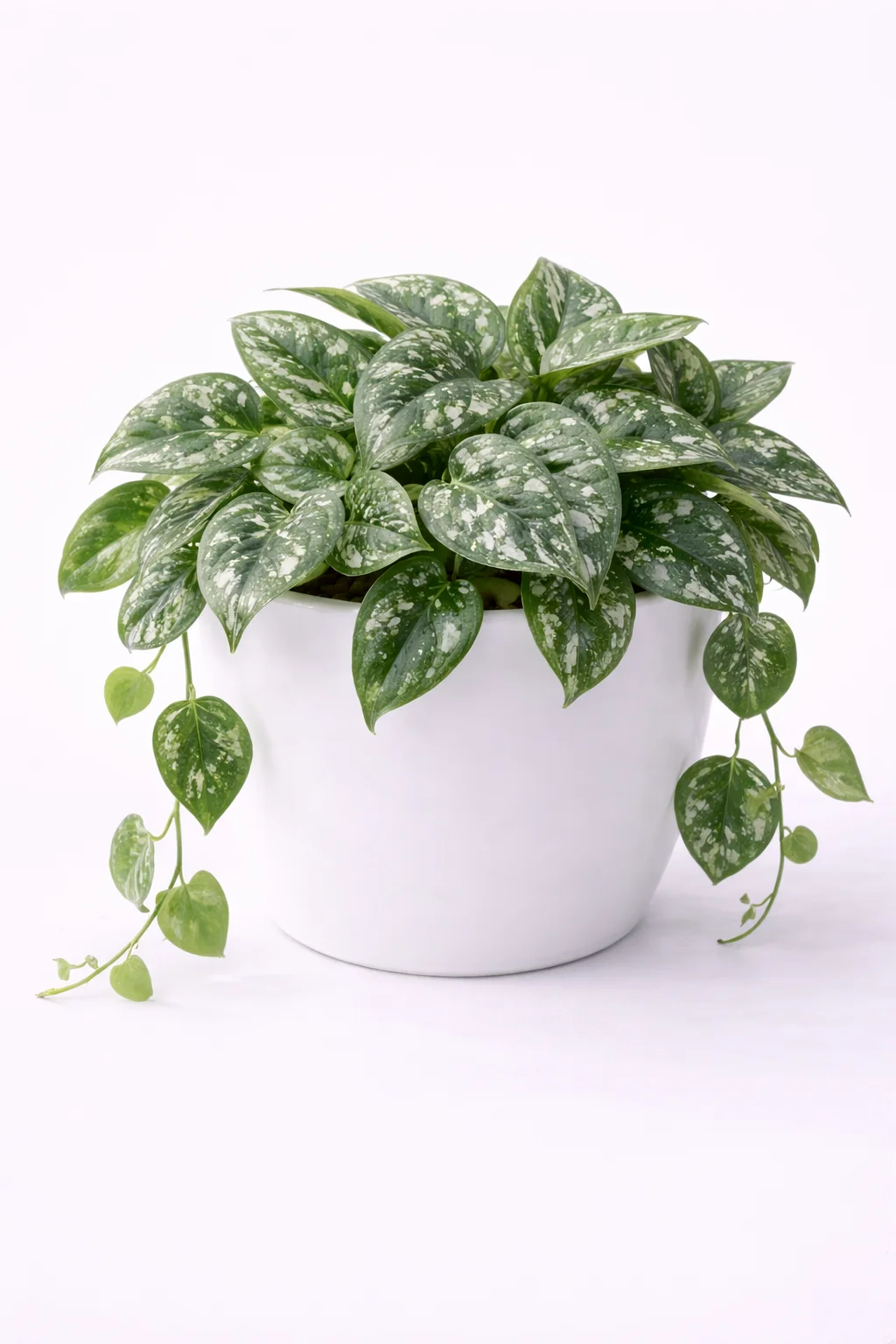 Satin Pothos
