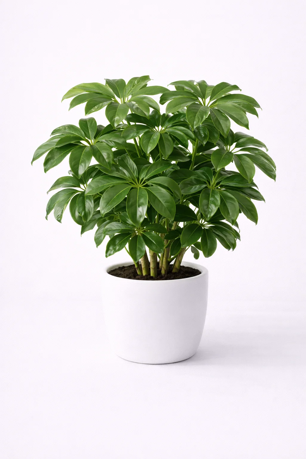 Schefflera Amate