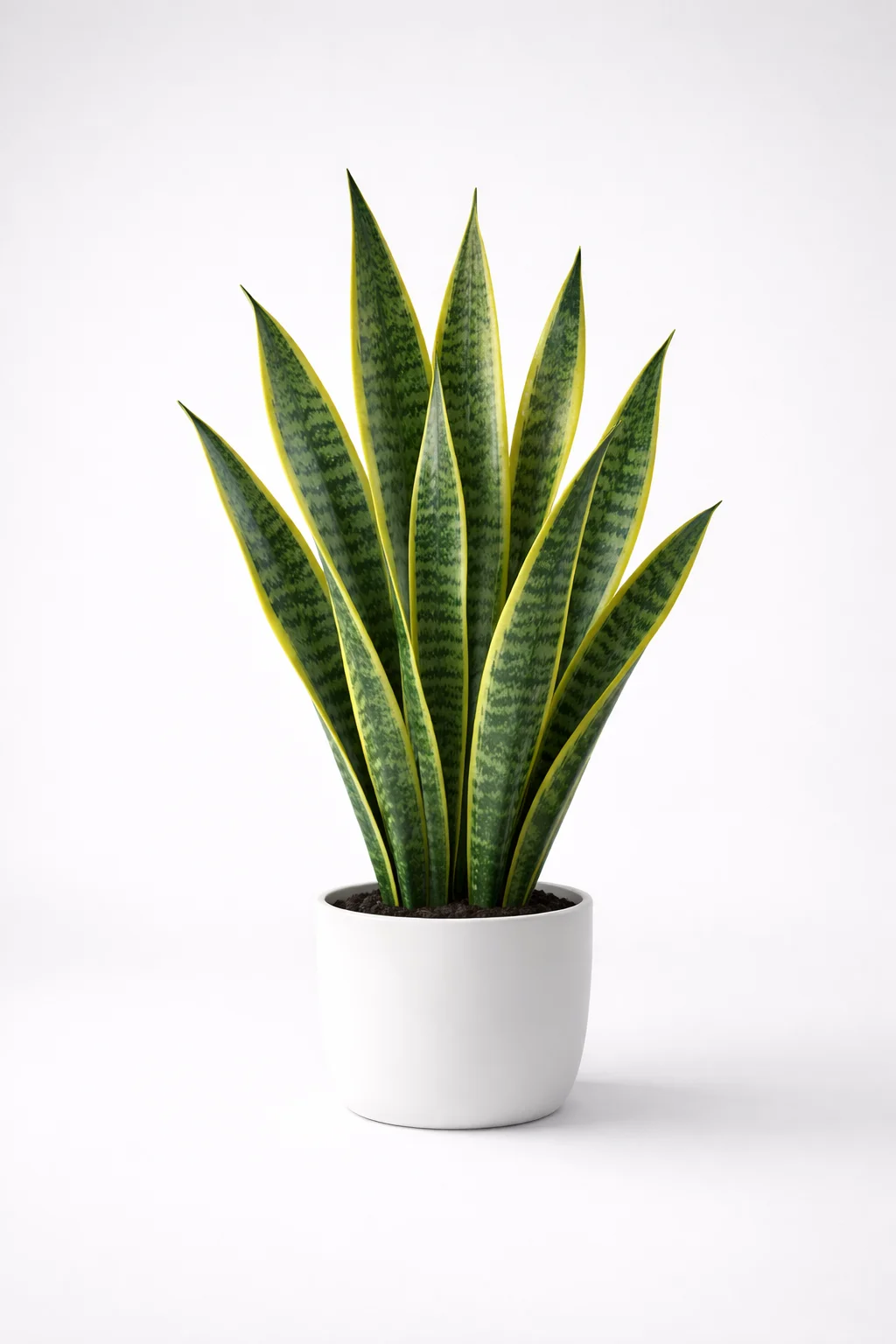 Snake Plant