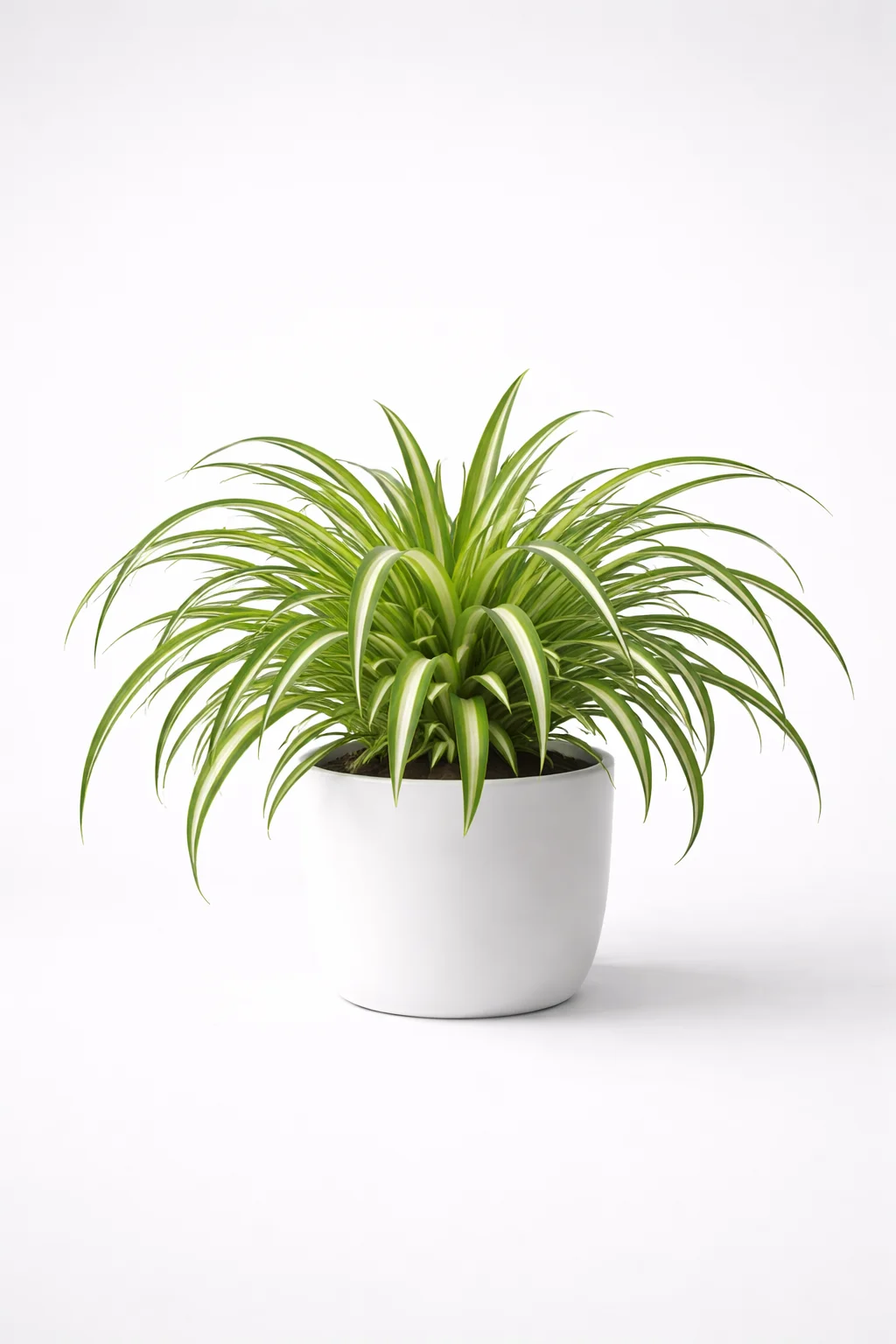 Spider Plant