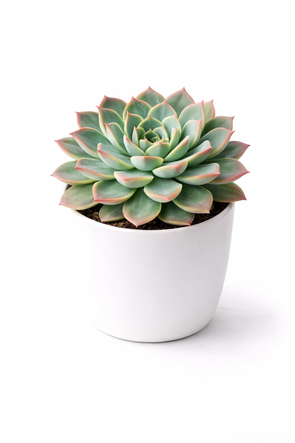 Echeveria