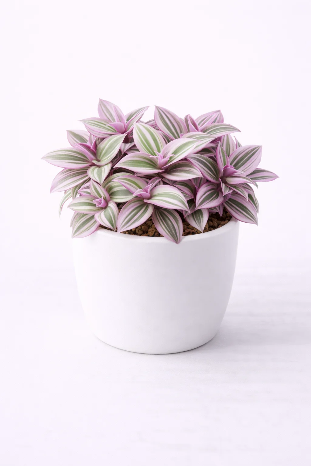 Tradescantia Nanouk